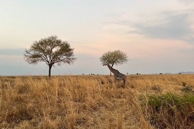 4 days Ngorongoro crater, Tarangire and Serengeti national park - The Sum Up