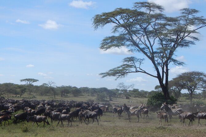 4 Days Ngorongoro & Serengeti Safari from Arusha - Day 4: Return to Arusha