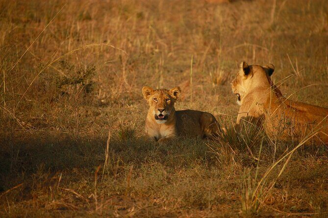 4 Days of Untamed Beauty: An Unforgettable Masai Mara Road Safari - An In-Depth Look at the 4-Day Masai Mara Road Safari