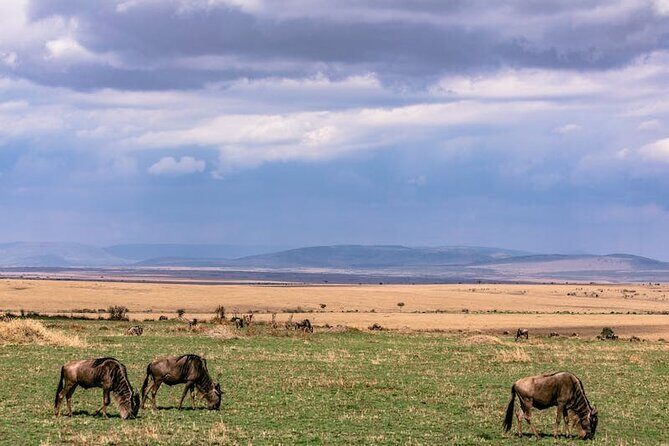4 Days of Untamed Beauty: An Unforgettable Masai Mara Road Safari - FAQ