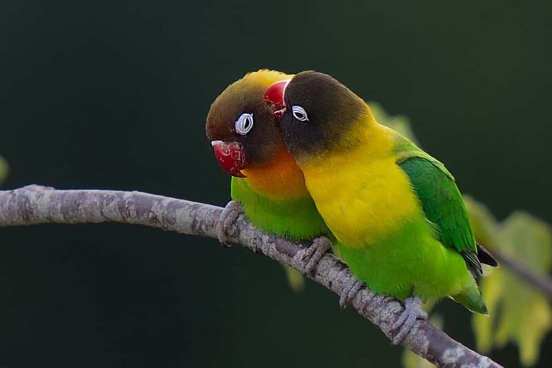 4 Days of Wildlife Wonders Your Ultimate Safari Journey - Key Points