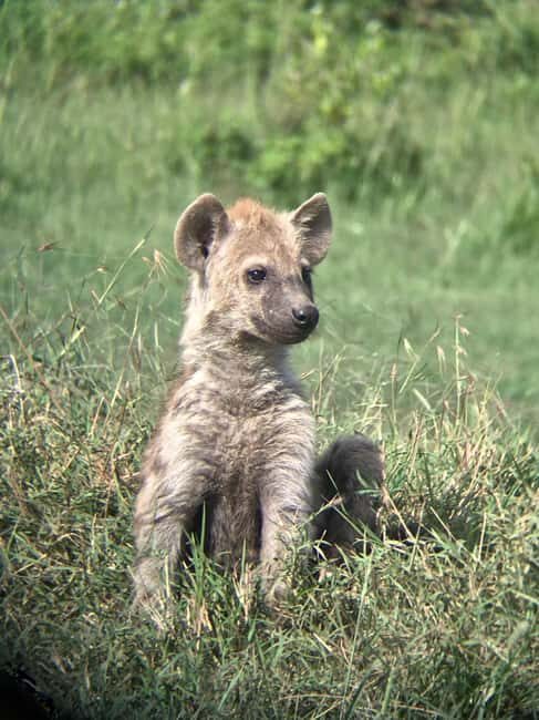 4 Days of Wildlife Wonders Your Ultimate Safari Journey - What Does the Price Cover? Is It Worth It?