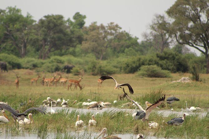 4 Days Okavango Delta Experience - The Itinerary Breakdown: What to Expect Day-by-Day