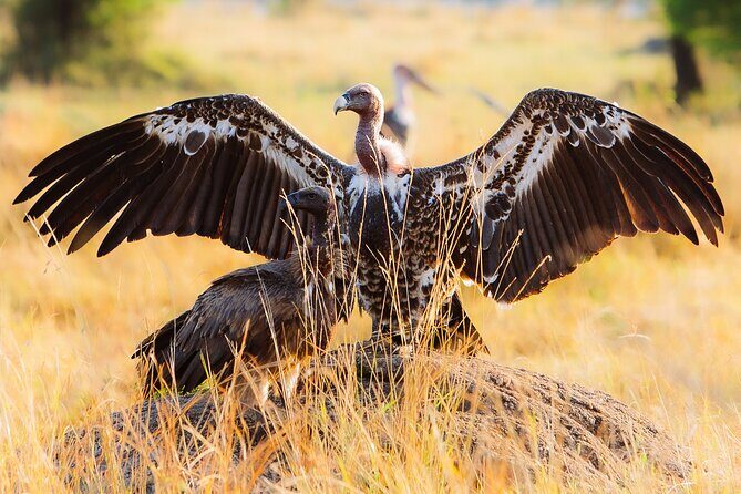 4 Days Private Arusha National Park, Serengeti, Ngorongoro Tour - Pricing and Overall Value