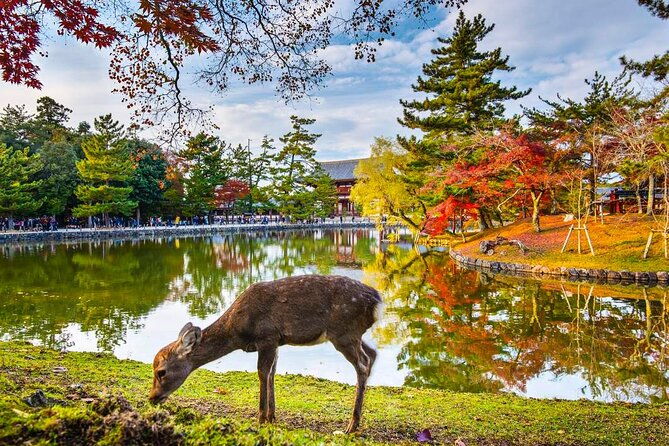 4-days-private-customizable-tour-in-osaka-nara-kyoto-kobe