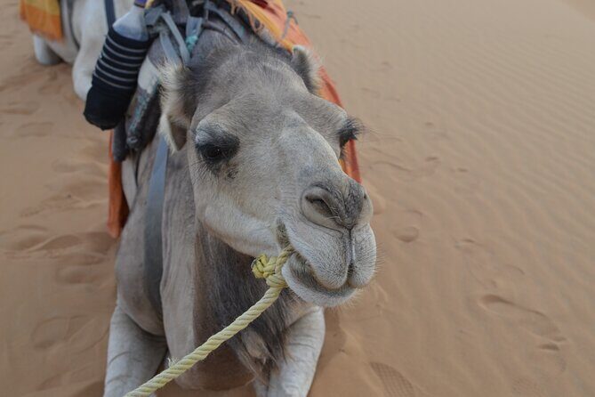 4 Days Private Desert Tour from Marrakech to Merzouga - Key Points