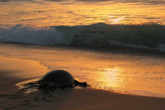 4-Days Private Jamila Sightseeing Tour - Final Thoughts