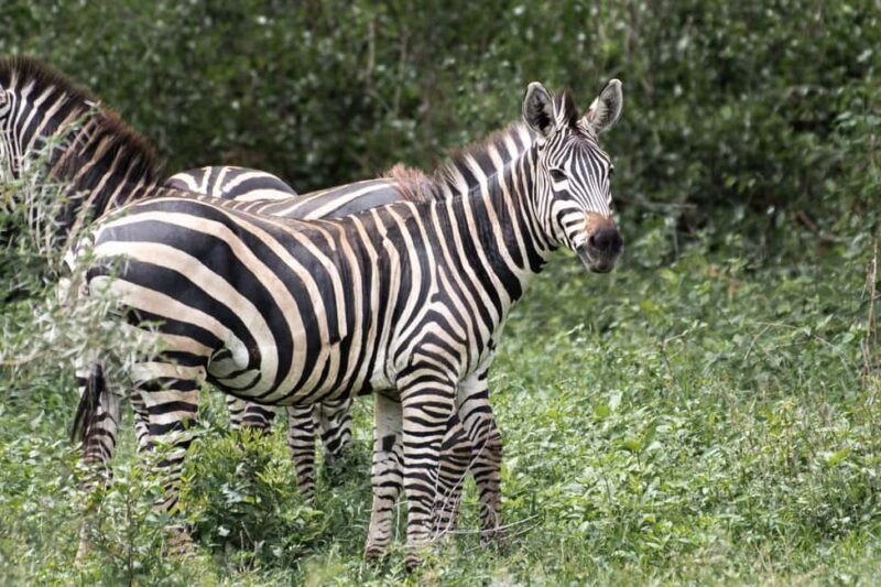 4 Days Private Luxury Safari to Serengeti and Ngorongoro - Whats Included and What to Expect