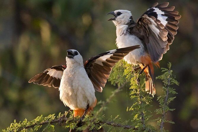 4 Days Private Migration Midrange Safari - Key Points