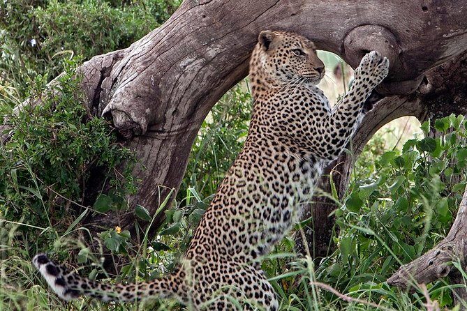 4 Days Private Migration Midrange Safari - What’s Included and What’s Not
