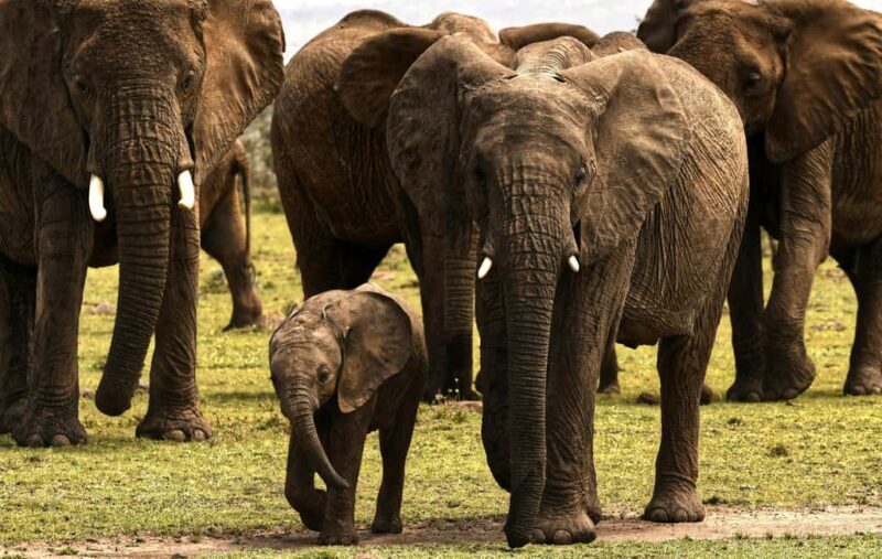 4 days Private Safari to Olpejeta & Samburu National park - FAQs