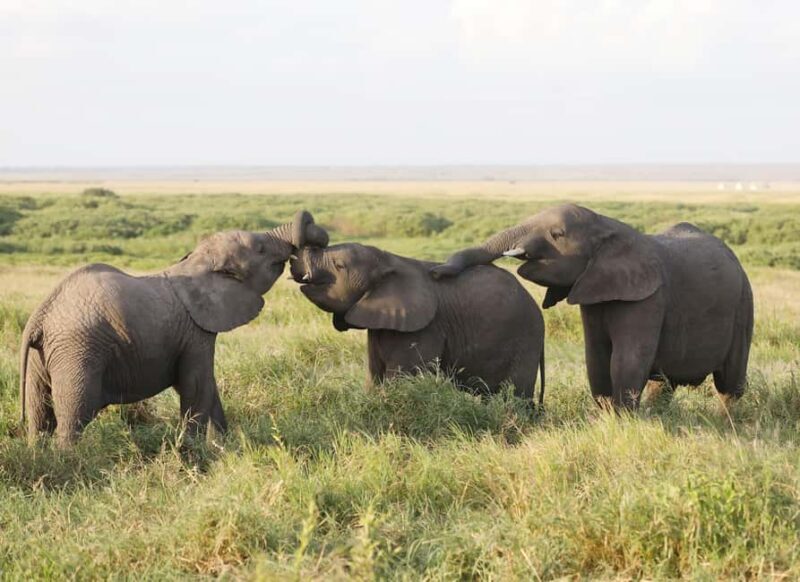 4 Days Private Safari to Tarangire & Serengeti - Key Points