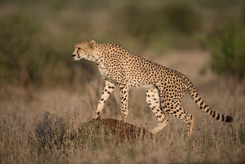 4 Days Private Safari to Tarangire & Serengeti - An in-depth look at this Tanzanian safari