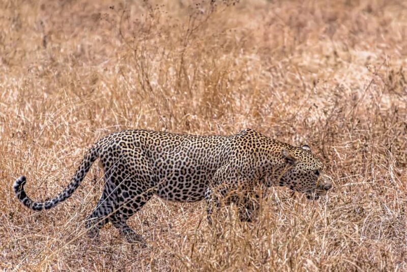 4 Days Private Safari to Tarangire & Serengeti - What You Need to Pack and Know Before You Go
