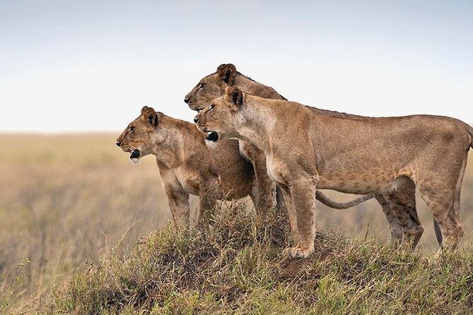 4 days Private Safari Tour Tanzania - Final thoughts