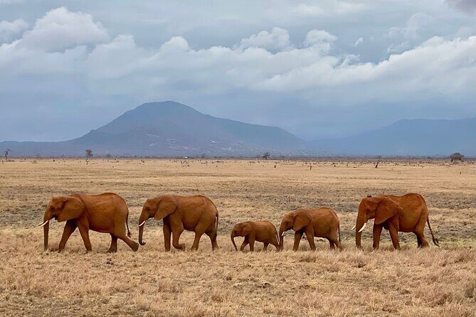 4 Days Private Safari Tour Tsavo and Amboseli from Nairobi - What Sets This Safari Apart?