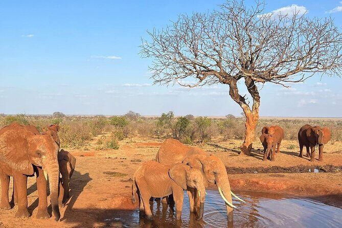 4 Days Private Safari Tour Tsavo and Amboseli from Nairobi - Final Thoughts: Who Is This Safari Best For?  