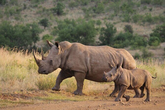 4 Days Private Tour at Kruger National Park & Blyde River Canyon - FAQ