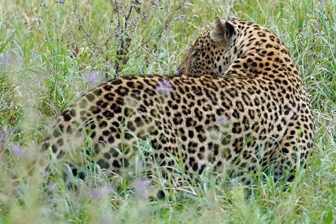 4 Days Private Tour Tarangire Crater and Serengeti - Key Points