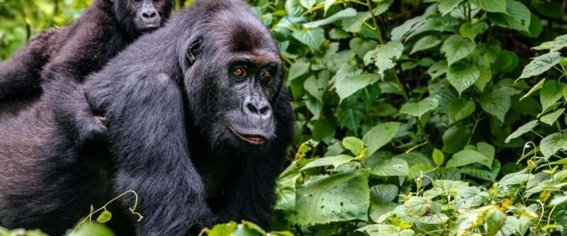4 Days Rwanda Gorilla Trekking, Lake Kivu & Caves - Practical Details & What’s Included