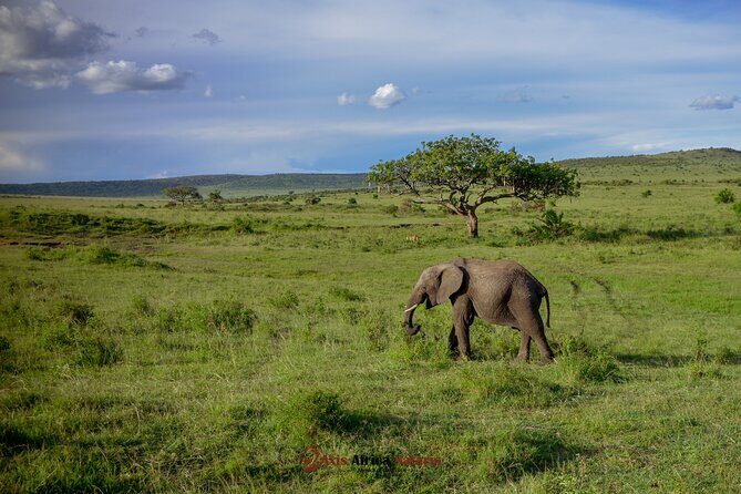 4 Days Safari Adventure Masai Mara and Nakuru Park Group - Key Points