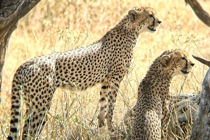 4 days safari - Exploring the Itinerary in Detail