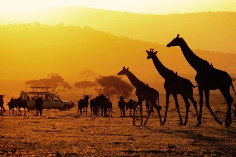 4-Days Safari Experience in Tanzania - Introduction