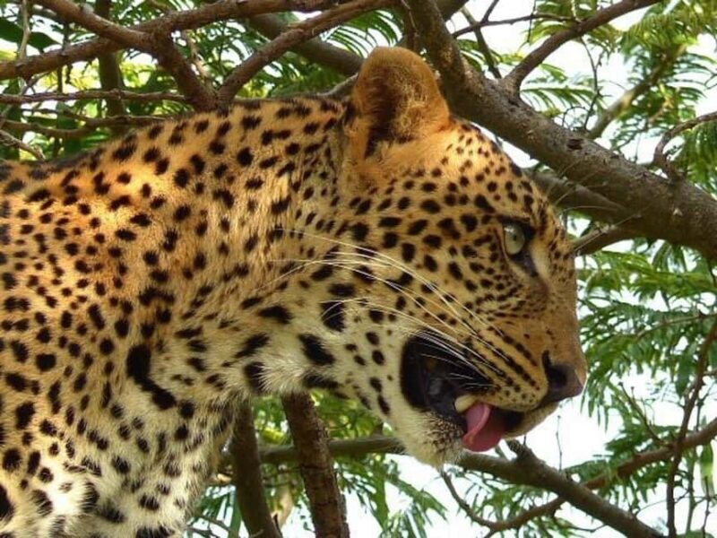 4-Days Safari Experience in Tanzania - Key Points