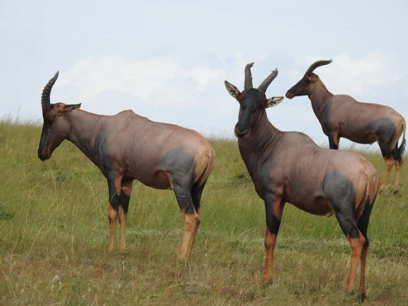 4-Days Safari Experience in Tanzania - What Makes This Safari Stand Out