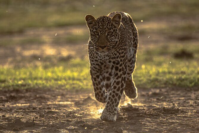 4 Days Safari from Mombasa to Amboseli and Tsavo West and East - What Makes This Tour Stand Out?
