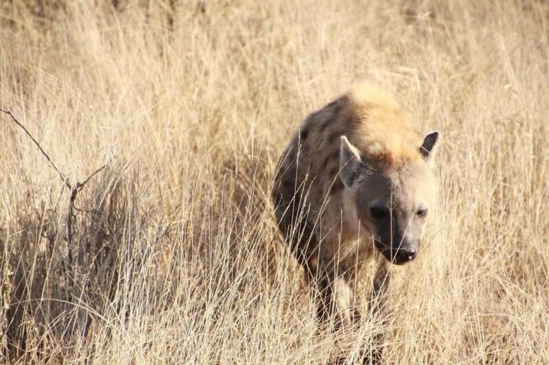 4-days Safari Mikumi National Park & Nyerere National Park - Introduction to the Safari Experience