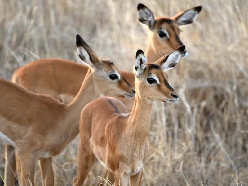 4-days Safari Mikumi National Park & Nyerere National Park - Early Morning Walking Safari — Day 4