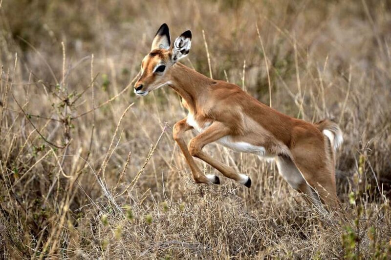 4-days Safari Mikumi National Park & Nyerere National Park - FAQs