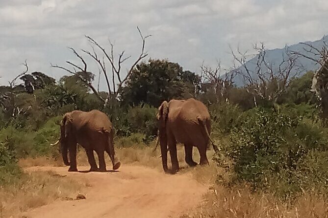 4 Days Safari to Amboseli N/P, Tsavo East N/P. - A Detailed Look at the 4-Day Kenya Safari