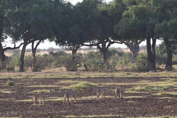 4 Days Safari to Amboseli N/P, Tsavo East N/P. - Final Thoughts