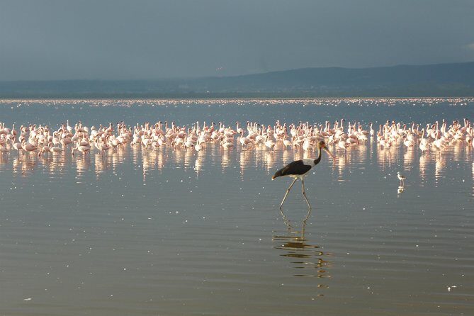4 Days Safari to Lake Nakuru N/P and Maasai Mara N/R - Day 1: Lake Nakuru National Park