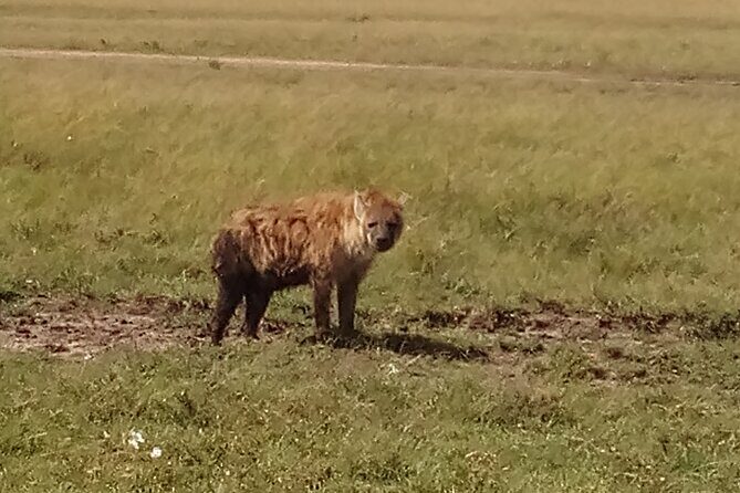 4 Days Safari to Lake Nakuru N/P and Maasai Mara N/R - Day 4: Farewell and Additional Cultural Visit
