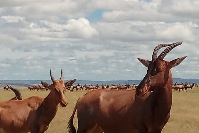 4 Days Safari to Lake Nakuru N/P and Maasai Mara N/R - The Value of This Safari