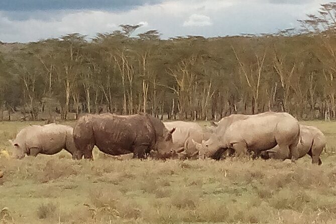4 Days Safari to Lake Nakuru N/P and Maasai Mara N/R - Practical Tips for Travelers