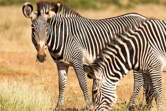 4 Days Safari to Tarangire, Serengeti and Ngorongoro - The Itinerary Breakdown: What to Expect Each Day