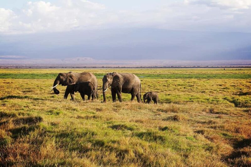 4 Days Safari to Tsavo East, Amboseli and Tsavo West Parks - Who Is This Tour Best Suited For?