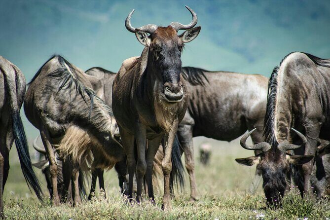 4 Days Safari Tour at Tarangire, Serengeti and Ngorongoro Crater - Key Points