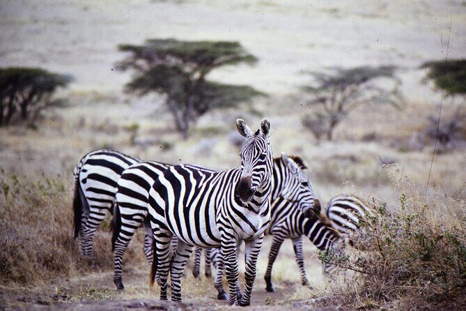 4 Days Safari Tour at Tarangire, Serengeti and Ngorongoro Crater - Final Thoughts