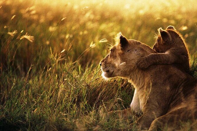 4 Days Safari Tour at Tarangire, Serengeti and Ngorongoro Crater - FAQ