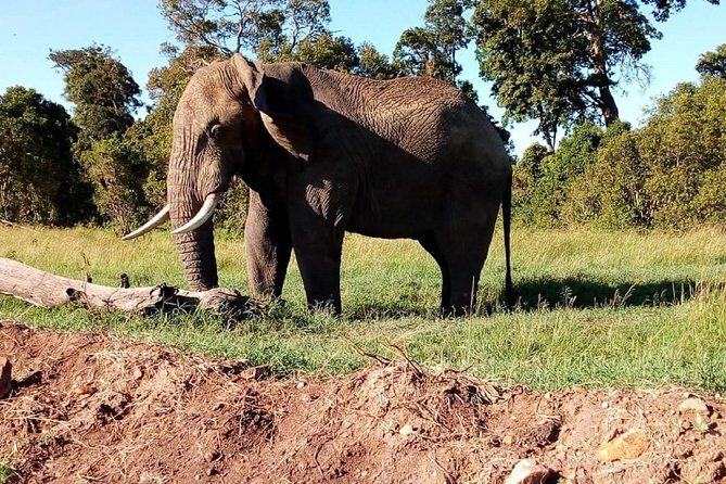 4-days safari: Tsavo east, west and Amboseli national parks - Final Thoughts on This Safari