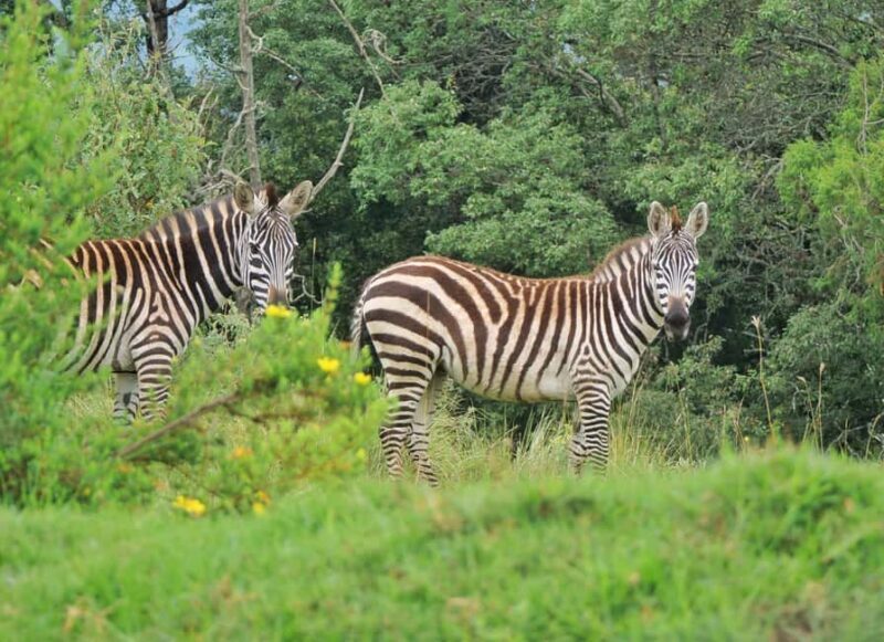 4 Days Samburu & Sweet Waters (Olpajeta) Safari. - Key Points