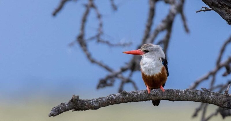 4 Days Samburu & Sweet Waters (Olpajeta) Safari. - Who Should Consider This Safari?