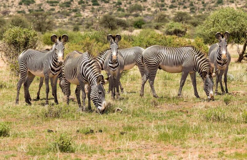 4 Days Samburu & Sweet Waters (Olpajeta) Safari. - Frequently Asked Questions