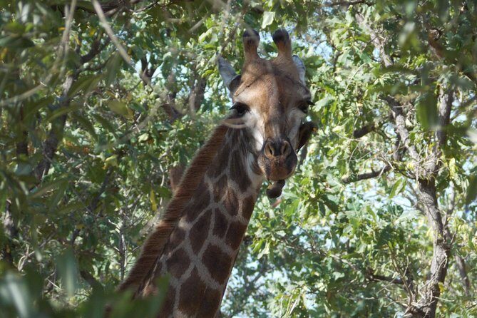 4 Days Senegambia Supremo - Key Points