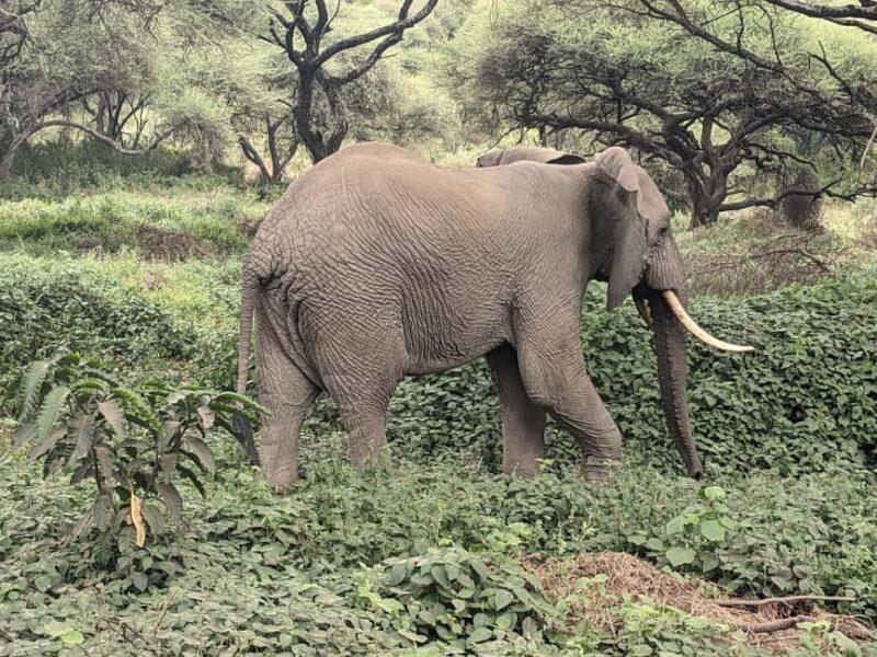 4-Days, Serengeti And Ngorongoro Budget Safari. - Who Is This Safari Best For?  